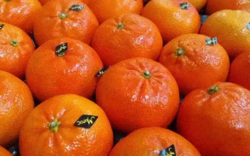 Des mandarines marocaines interdites en Russie