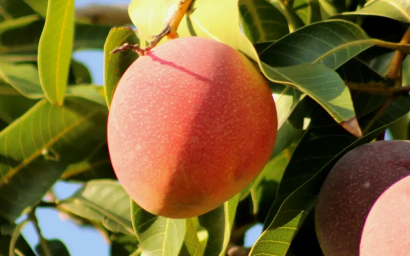 Interdites en Europe, les mangues maliennes envahissent massivement le Maroc