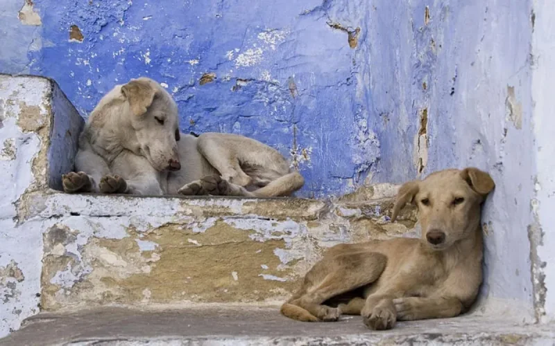 Maroc et chiens errants : la polémique enfle
