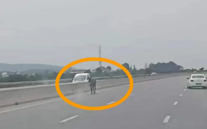 Au Maroc, un âne provoque un accident sur l'autoroute, qui doit payer l'addition ?
