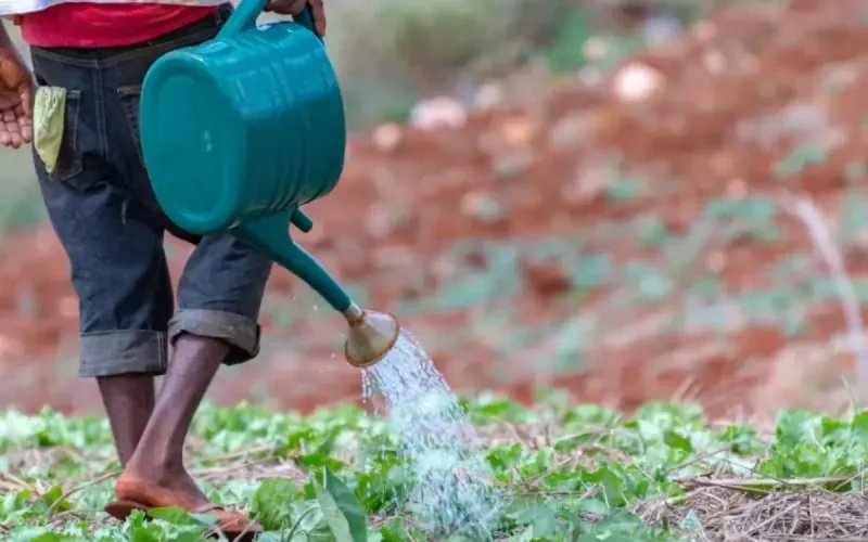 Le Maroc donne un coup de pouce à l'agriculture jamaïcaine 