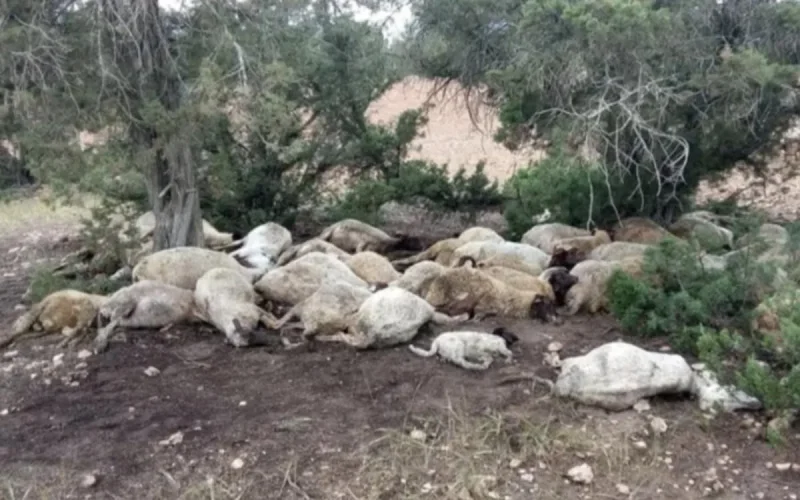 Maroc : une maladie mystérieuse frappe les troupeaux