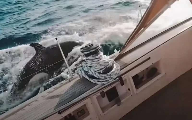 Attaques d'orque au large du Maroc : les scientifiques ont une explication étrange