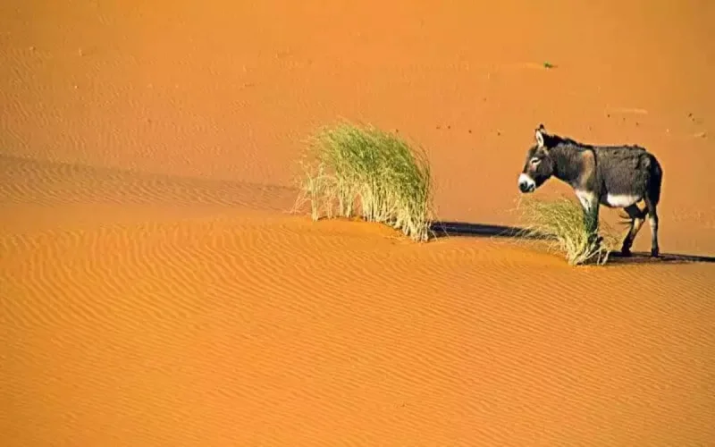 Maroc : nouvelle vague de chaleur (+47 degrés)