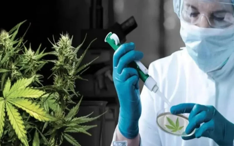 Le cannabis marocain intéresse les investisseurs israéliens