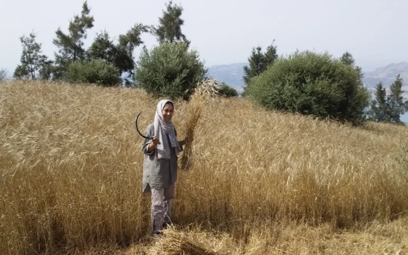 Le Maroc vers l'une de ses meilleures moissons depuis des années