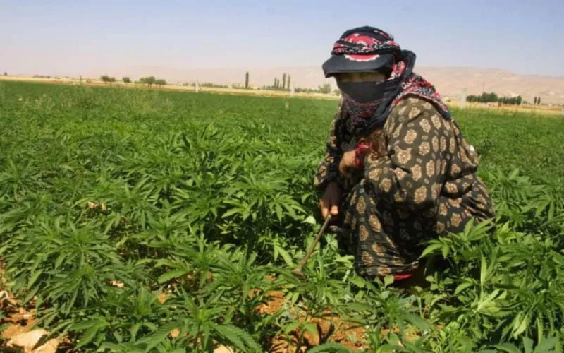 Cannabis au Maroc : vérité ou mythe sur des milliers d'hectares illégaux ?