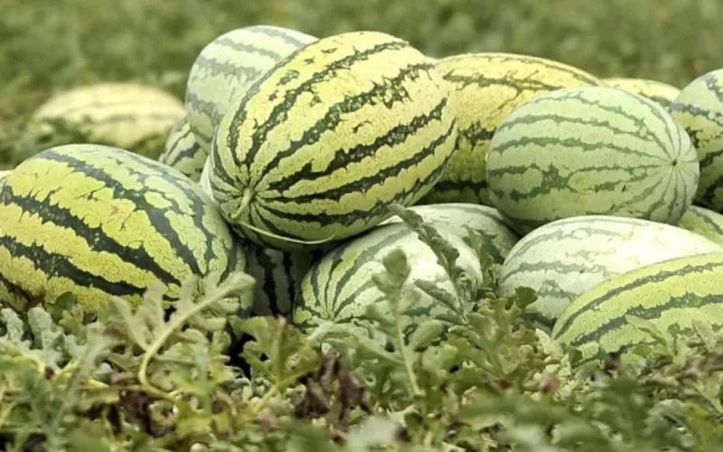 Maroc : les champs de pastèque détruits