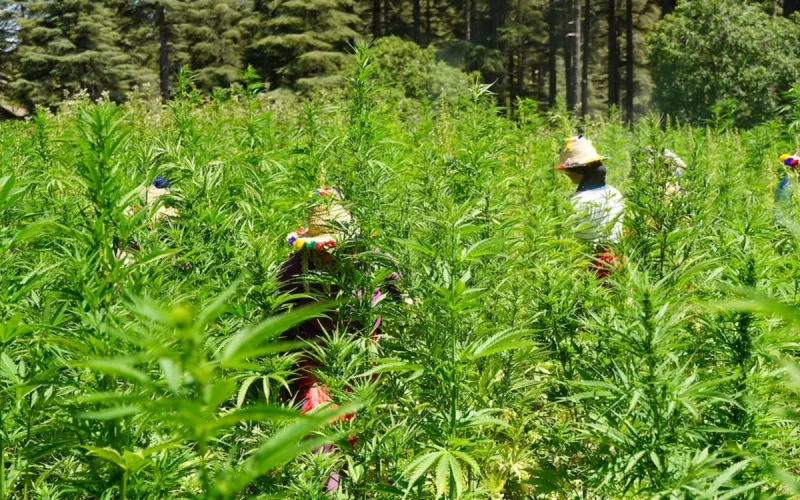Au Maroc, la récolte du cannabis retardée