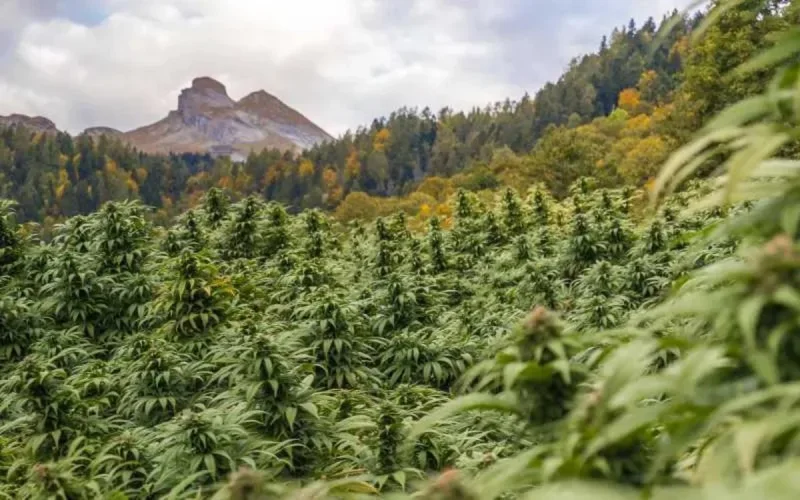 Le Maroc autorise l'importation des premières graines de cannabis à usage légal