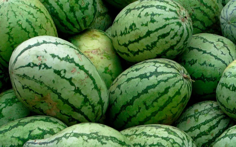 Maroc : des villes interdisent la culture de pastèques 