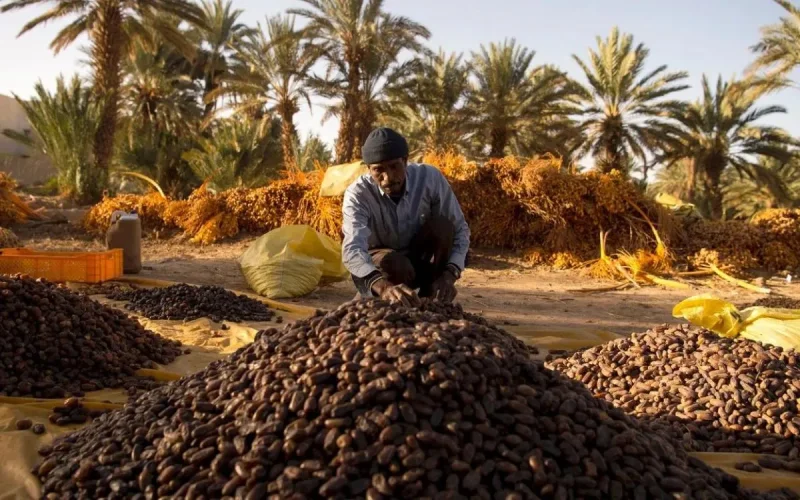 Près d'une datte sur trois consommée au Maroc est égyptienne