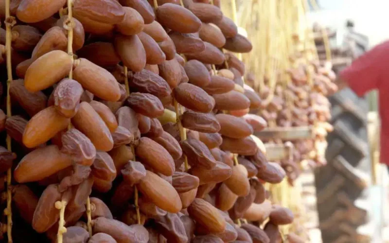 Le Maroc, friand de dattes tunisiennes