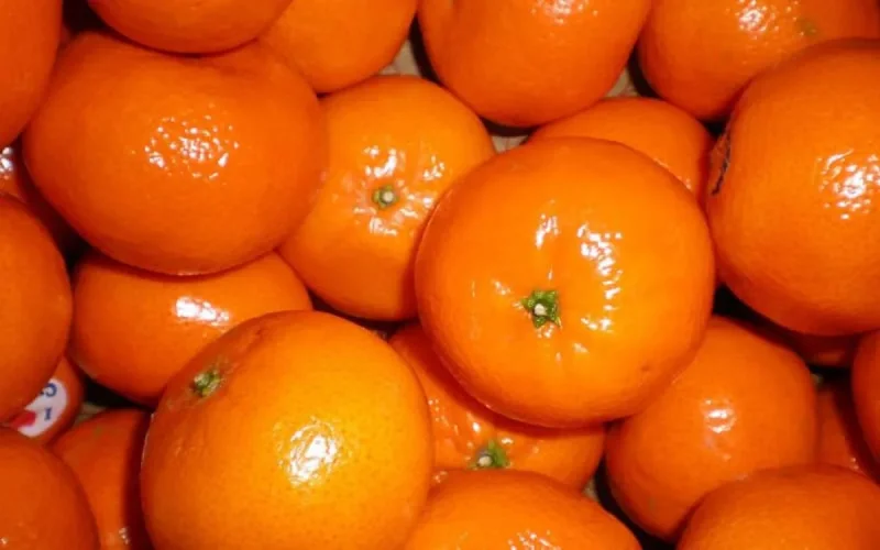 Le Maroc, troisième exportateur mondial de mandarines