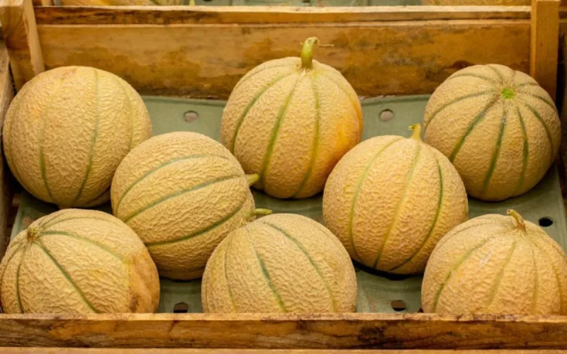 Record des exportations des melons marocains vers l'Espagne