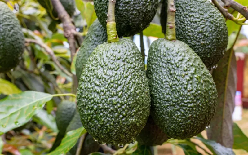 Année noire pour l'avocat marocain