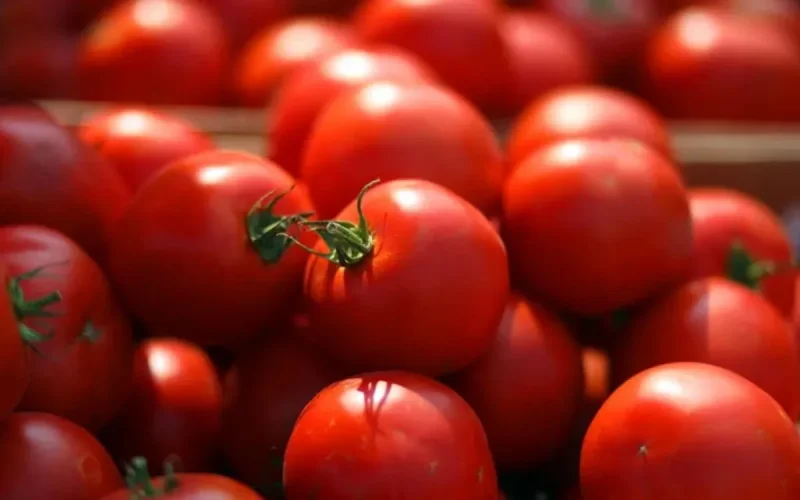 Maroc : appel pressant des exportateurs de légumes