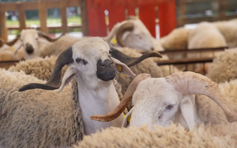 Aïd al-Adha 2026 : Le gouvernement marocain rend son verdict sur le sacrifice