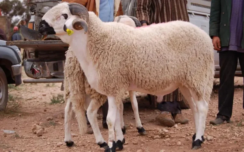 Voici la date l'Aïd Al-Adha au Maroc selon les calculs scientifiques