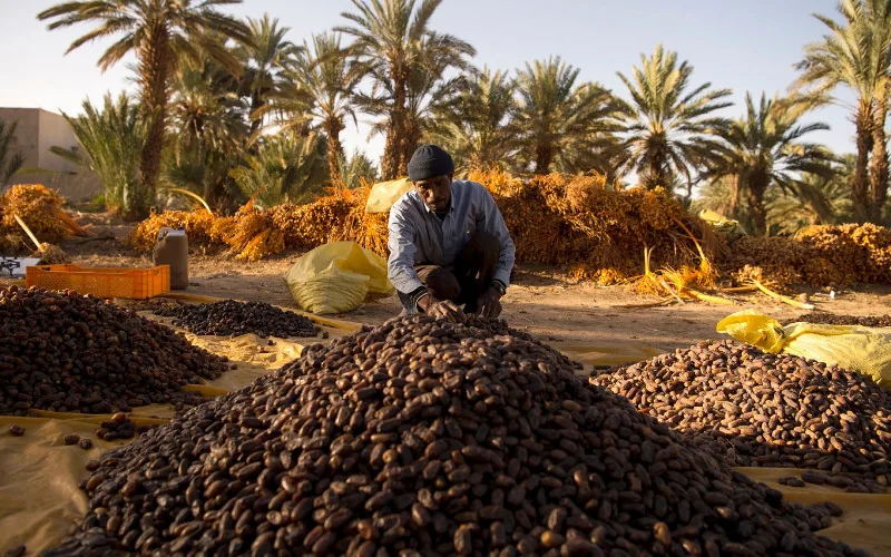 Maroc : la quête d'autosuffisance en dattes face aux défis climatiques