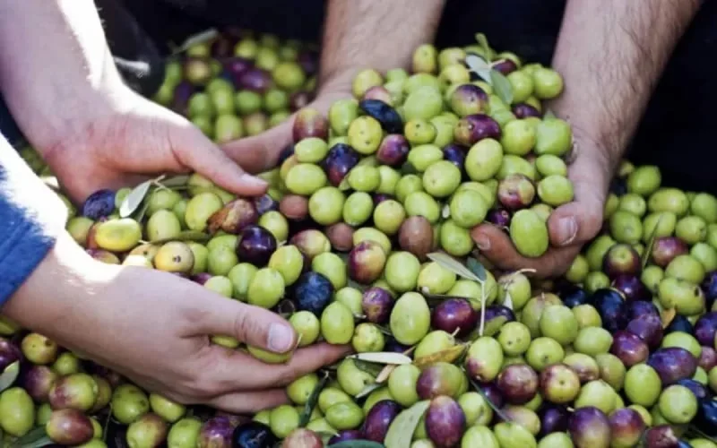 Maroc : augmentation de la production nationale d'olives malgré la sécheresse
