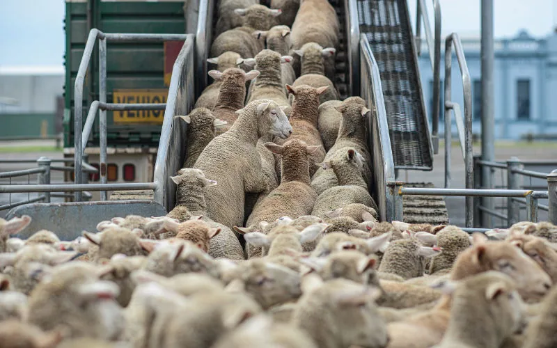 100 000 moutons par an : le Maroc mise sur l'Australie