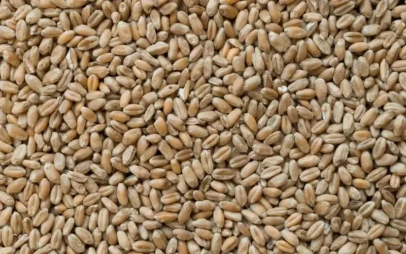 Blé : le Maroc lance un nouvel appel d'offres