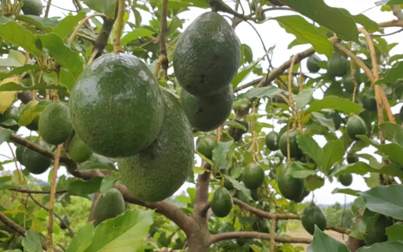 Maroc : une croissance paradoxale entre exportations et importations d'avocats