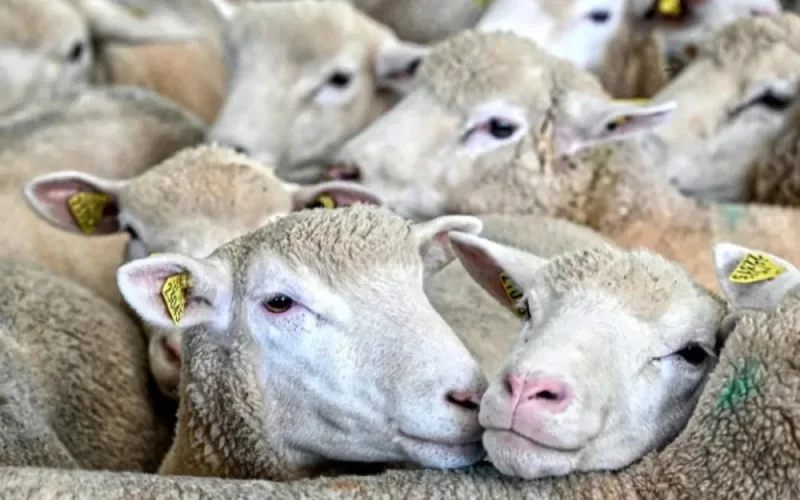 Aid al adha : décision importante du Maroc