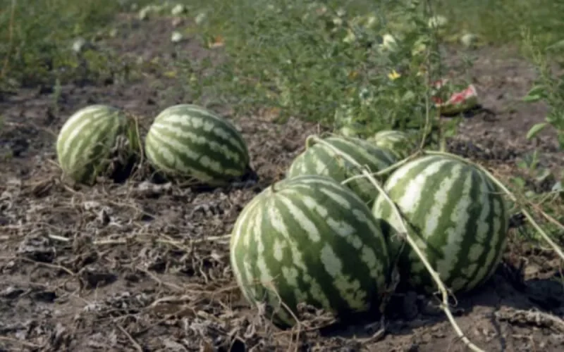Le Maroc interdit la culture de la pastèque rouge à cause de la sécheresse