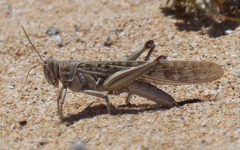 Menacé par des criquets pèlerins : le Maroc active un plan d'urgence