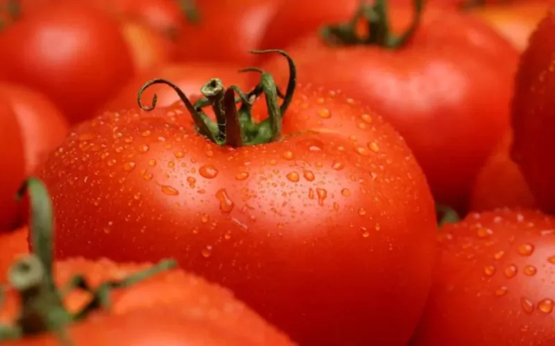 Tomates : le Maroc dans le top 3 mondial