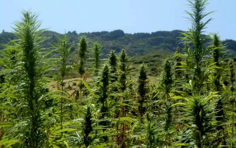 Maroc : plaidoyer pour une légalisation du cannabis thérapeutique