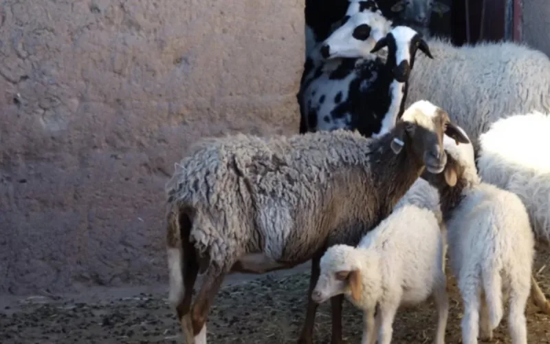 Pénurie de viande rouge : le Maroc fait appel à l'Australie