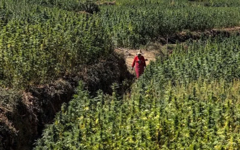 L'or vert qui peut rapporter des milliards au Maroc