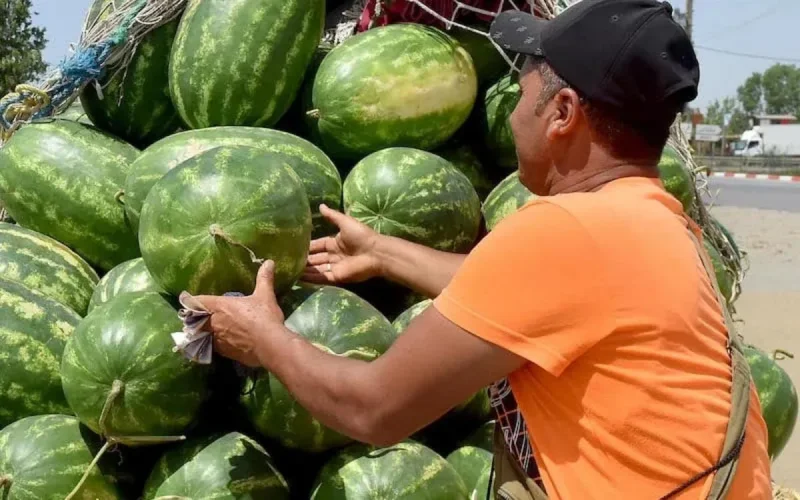 Maroc : les prix des pastèques s'envolent