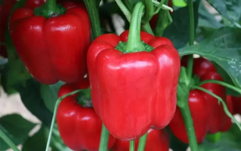 Des poivrons marocains interdits en France ? Une députée monte au créneau