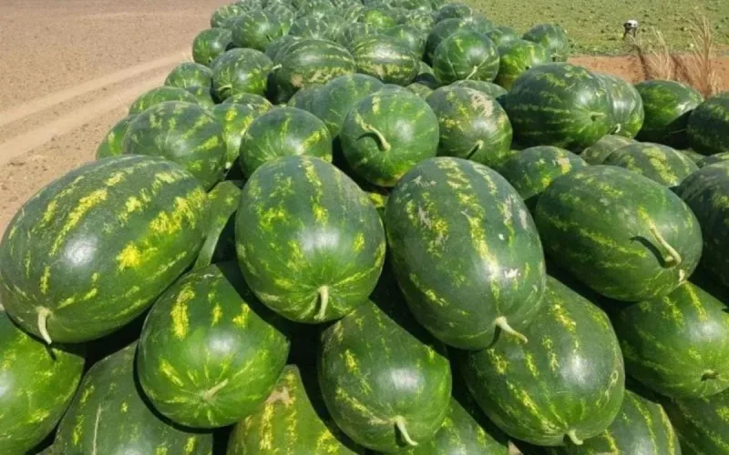 Une plainte du Maroc en France ?