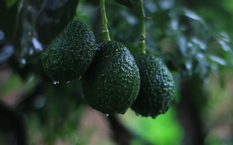 Agriculture : le Maroc devient le premier exportateur africain d'avocats