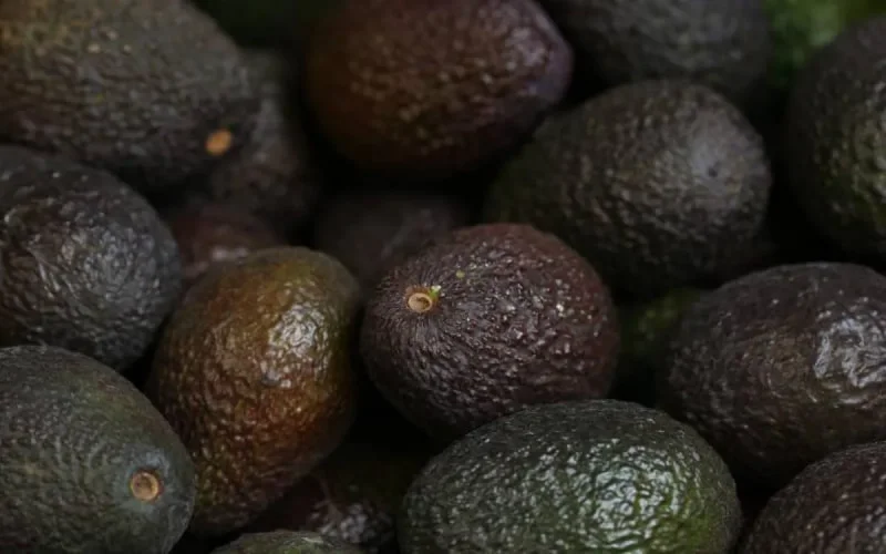 Le Maroc exporte chaque année 25 000 tonnes d'avocat