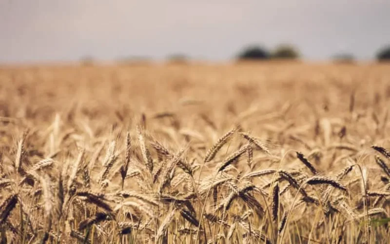 Maroc : baisse de 67% de la production de blé selon la FAO