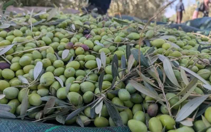 La récolte d'olives au Maroc vire au casse-tête