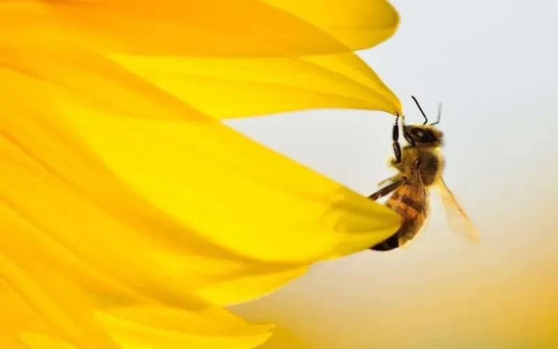 Disparition des abeilles au Maroc : vers un repeuplement des ruches désertées
