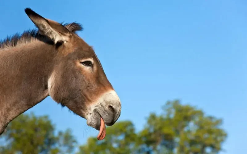 Maroc : des langues d'âne pour rendre les hommes dociles