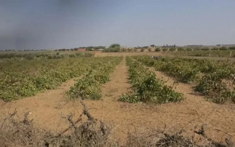 Comment le Maroc optimise les terres collectives