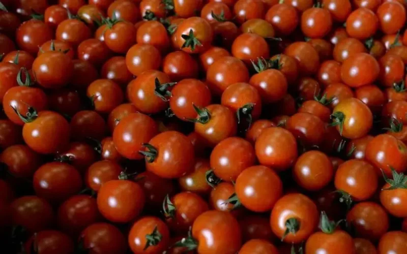 Des tomates marocaines interdites en Europe ? La réponse de l'ONSSA