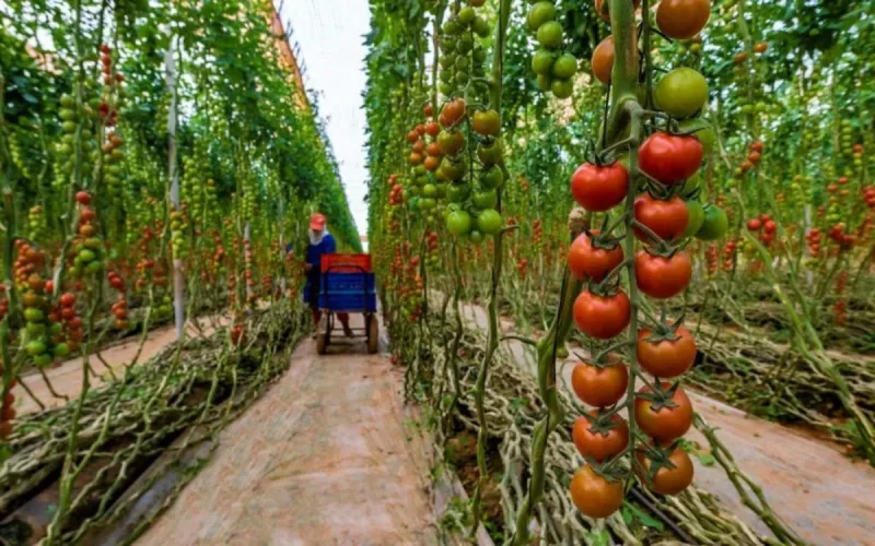 Un Marocain meurt d'épuisement dans une serre en Espagne, laissant des orphelins