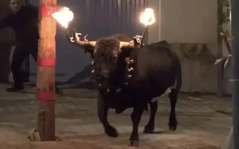 Espagne : décès d'un jeune marocain attaqué par un taureau 