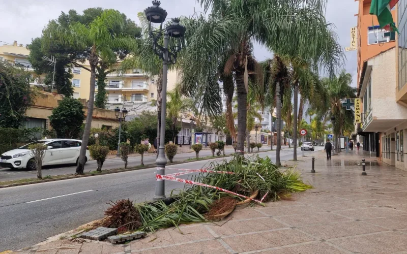 Drame à Torremolinos : une Marocaine de 31 ans tuée par la chute d'un arbre