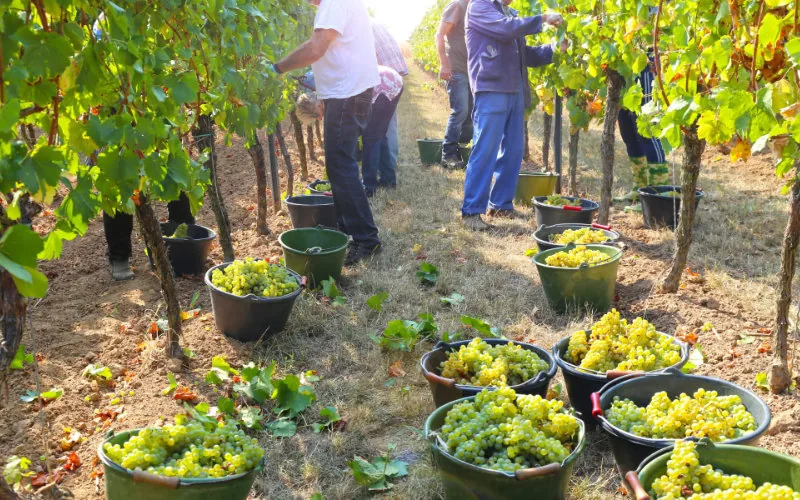 Saint-Émilion : des ouvriers marocains exploités, leurs recruteurs condamnés
